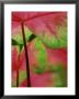 Caladium, Foliage by Adam Jones Limited Edition Print