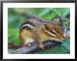 Eastern Chipmunk by Adam Jones Limited Edition Print