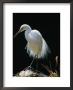 Great Egret In Breeding Plumage, Adelaide, Australia by Dennis Jones Limited Edition Print