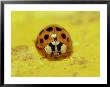 Nine-Spotted Ladybug Beetle, Coccinella Novemnotata by Adam Jones Limited Edition Print