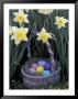 Easter Basket Among Daffodils, Louisville, Kentucky, Usa by Adam Jones Limited Edition Print