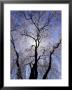 Backlit Tree And Blossoms In Spring, Lexington, Kentucky, Usa by Adam Jones Limited Edition Pricing Art Print