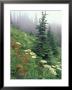 Indian Paintbrush And Cow Parsnip, Olympic National Park, Washington, Usa by Adam Jones Limited Edition Print