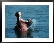 Hippopotamus (Hippopotamus Amphibius) In Water, Lower Zambezi National Park, Zambia by Dennis Jones Limited Edition Pricing Art Print