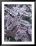 Leaves Encased In Ice by Adam Jones Limited Edition Print