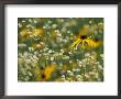 Black-Eyed Susan And Daisy Fleabane by Adam Jones Limited Edition Pricing Art Print