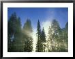 Lightbeams Streaming Through Pine Trees At Sunrise, Yosemite National Park, Ca by Adam Jones Limited Edition Print