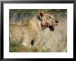 African Lion, Female Covered In Blood From Kill, Kenya by Steve Turner Limited Edition Print