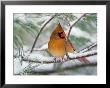 Female Northern Cardinal In Snowy Pine Tree by Adam Jones Limited Edition Pricing Art Print