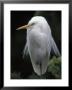Great Egret by Adam Jones Limited Edition Pricing Art Print
