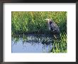 Great Blue Heron In Taylor Slough, Everglades, Florida, Usa by Adam Jones Limited Edition Print