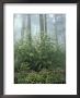 Snakeroot And Asters, Great Smoky Mountains National Park, Tennessee, Usa by Adam Jones Limited Edition Print