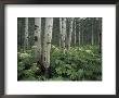 Cow Parsnip In Aspen Grove, White River National Forest, Colorado, Usa by Adam Jones Limited Edition Print