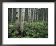 Cow Parsnip In Aspen Grove, White River National Forest, Colorado, Usa by Adam Jones Limited Edition Pricing Art Print