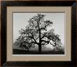 Oak Tree, Sunset City, California, 1932 by Ansel Adams Limited Edition Print