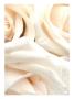 Silk Rose I by Miguel Paredes Limited Edition Print