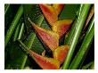 Heliconia I by Miguel Paredes Limited Edition Pricing Art Print