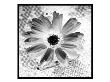 Bw Flower Xi by Miguel Paredes Limited Edition Pricing Art Print
