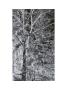 Platinum Trees I by Miguel Paredes Limited Edition Pricing Art Print