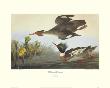 Red-Breasted Merganser by John James Audubon Limited Edition Print