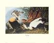 Eider Duck by John James Audubon Limited Edition Pricing Art Print