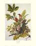 American Robin by John James Audubon Limited Edition Pricing Art Print