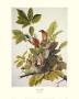 American Robin by John James Audubon Limited Edition Print