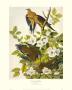 Carolina Turtle Dove by John James Audubon Limited Edition Print