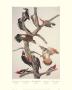 Hairy Woodpecker by John James Audubon Limited Edition Print