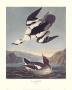 Smew Or White Nun by John James Audubon Limited Edition Print