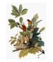 Audubon: Robin by John James Audubon Limited Edition Print