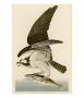 Fish Hawk Or Osprey by John James Audubon Limited Edition Print
