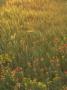 Paintbrush, Low Bladderpod And Grass, Texas Hill Country, Usa by Adam Jones Limited Edition Print