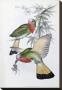 Red-Throated Nyctiornis by John Gould Limited Edition Print