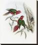 Duchess Of Connaught's Parakeet by John Gould Limited Edition Print