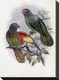 Red-Fronted Lory by John Gould Limited Edition Print