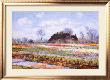 Tulip Fields At Sasenheim by Claude Monet Limited Edition Print