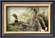 Mallard Duck by John James Audubon Limited Edition Print