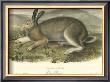 Polar Hare by John James Audubon Limited Edition Print