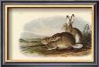 Rocky Mountain Hare by John James Audubon Limited Edition Pricing Art Print