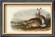 Rocky Mountain Hare by John James Audubon Limited Edition Print