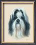 Shih Tzu by Judy Gibson Limited Edition Pricing Art Print