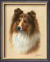 Sheltie by Judy Gibson Limited Edition Print