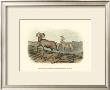 Rocky Mountain Sheep by John James Audubon Limited Edition Pricing Art Print