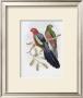 Yellow-Winged King Parrot by John Gould Limited Edition Pricing Art Print