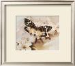 Butterfly by Rick Bennett Limited Edition Pricing Art Print