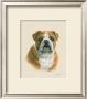 English Bulldog by Judy Gibson Limited Edition Pricing Art Print