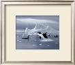 Orcas In Northern Waters by David Jean Limited Edition Print