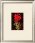 Damask Lily by Paul Brent Limited Edition Pricing Art Print