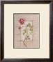 Rosa Antigua Ii by Peggy Abrams Limited Edition Print